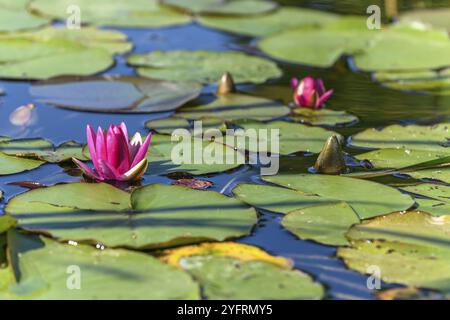 Rosafarbene Seerosen-Sternblume in einem künstlichen Teich. Jardin des deux Rives, Straßburg, Collectivite europeenne d'Alsace, Grand Est, Frankreich, Europa Stockfoto