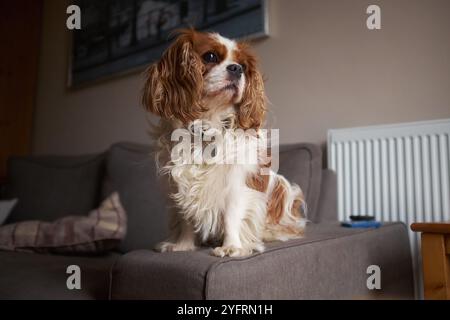König Charles Cavalier Spaniel sitzt auf einem Sofa und blickt zum Fenster. Stockfoto