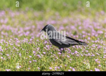 Jackdaw auf Nahrungssuche in einem öffentlichen Garten. Vögel der Städte. Frankreich Stockfoto