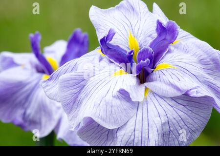 Schöne Iris große blassblaue Irisblume, geäderte Fahnen Iris ensata „Vodopady Gle Opavy“ Stockfoto