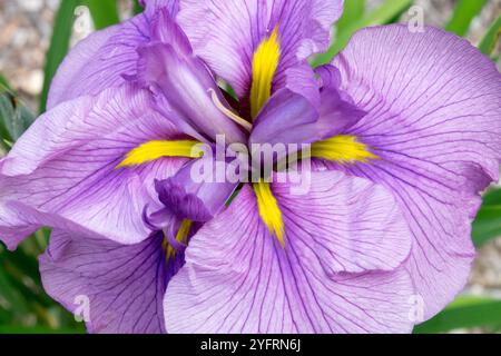 Große Blume Lila Iris ensata „Japonec Melancholic“ Stockfoto