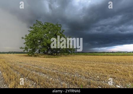 Stürmischer Himmel über der bewirtschafteten Ebene im Sommer. Elsass, Frankreich, Europa Stockfoto