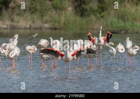 Großflamingo im Frühling in einem Sumpf mit Wertschätzung (Phoenicopterus roseus). Saintes Maries de la Mer, Parc naturel regional de Camargue, Arles, Bouche Stockfoto