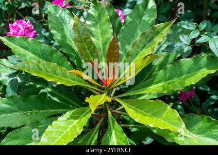 Rosenkaktus Rosenkaktus ( Pereskia grandifolia ) - Kampala Uganda Stockfoto