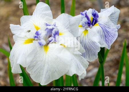 Weiße große Irisblumen Weiße Irisblume Blaue Mitte Japanische Iris ensata „Jezerni Kralovna“ Stockfoto