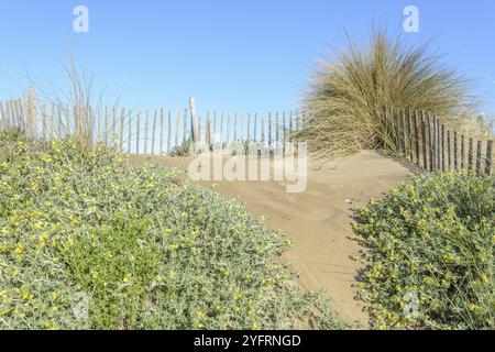 Schutz der Sanddünen in der Camargue, Espiguette Beach. Le Grau du ROI, Provence-Alpes-Cote d'Azur, Frankreich, Europa Stockfoto