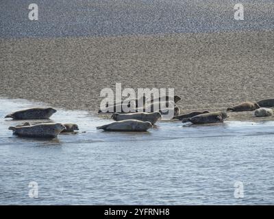 Gruppe von Robben, die entspannt auf einer Sandbank am Meer liegen, baltrum, ostfriesland, deutschland Stockfoto