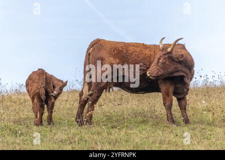 Die Salers-Kuh kümmert sich um ihr Kalb. Vogesen, Frankreich, Europa Stockfoto