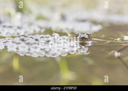 Rotfrosch (Rana temporaria) neben Eiern in der Brutstätte im Frühjahr. Fischboedle See, vogesen, Frankreich, Europa Stockfoto