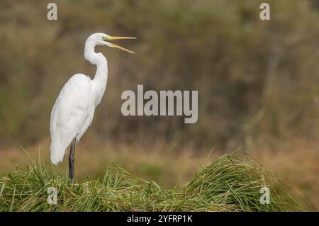 Reiher (Ardea alba) stinkt seine Federn im Sumpf. Elsass, Frankreich, Europa Stockfoto