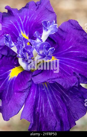 Iris ensata „Artesian Spring“ Blaue Irisblume Stockfoto