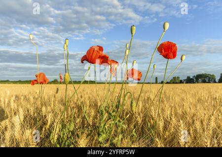 Getreidefeld mit Mohnblumen in der französischen Landschaft Stockfoto