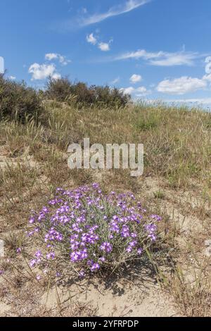 Typische Landschaft in einer Lagune des Rhone-Deltas in der Camargue im Frühling. Saintes Maries de la Mer, Parc naturel regional, Arles, Bouches du Rhone, Stockfoto