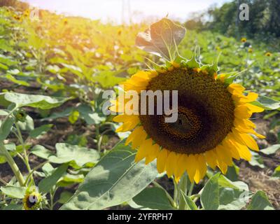 Wachsende große Sonnenblumenpflanze auf grünem sonnigen Feld Hintergrund Stockfoto