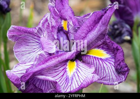 Japanische Iris ensata „Drachenmähne“ Stockfoto