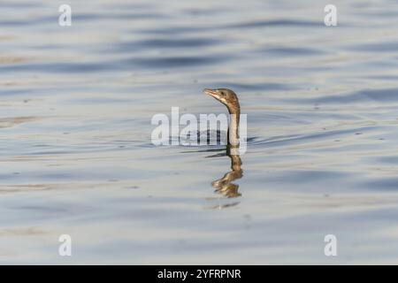 Pygmäenkormoran (Microcarbo pygmaeus) schwimmen im Wasser auf der Suche nach Nahrung. Bas-Rhin, Elsass, Grand Est, Frankreich, Europa Stockfoto