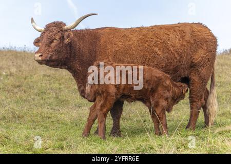 Salers Kuh säugt ihr Kalb auf einer Weide. Elsass, Frankreich, Europa Stockfoto