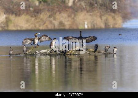 Der große Kormoran (Phalacrocorax carbo) und der Pygmäenkormoran (Microcarbo pygmaeus) standen auf einem Ast. Bas-Rhin, Elsass, Grand Est, Frankreich, Europa Stockfoto