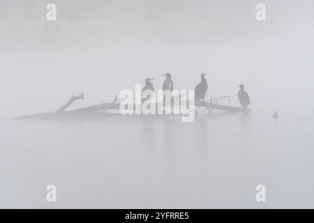 Großer Kormoran (Phalacrocorax carbo) auf einem Zweig, Unterrhein, Elsass, Grand Est, Frankreich, Europa Stockfoto