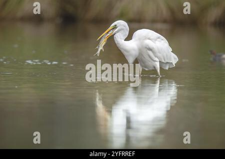 Reiher (Ardea alba) mit offenem Schnabel, um einen Hecht zu schlucken, den er gerade in einem Fluss gefischt hat. Elsass, Frankreich, Europa Stockfoto