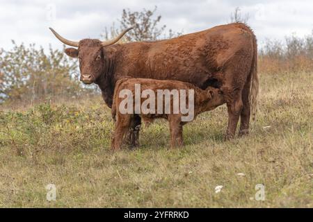 Salers Kuh säugt ihr Kalb auf einer Weide. Elsass, Frankreich, Europa Stockfoto