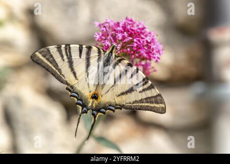 Seltener Schwalbenschwanz (Iphiclides podalirius) auf der Suche nach Nektar an einer Blume im Garten. Cevennen, Frankreich, Europa Stockfoto