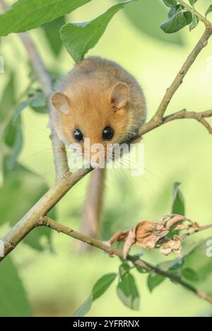 Weiblicher gemeiner Dormaus (Muscardinus avellanarius) auf einem Ast in buschiger Vegetation. bas rhin Elsass, Grand EST, Frankreich, Europa Stockfoto