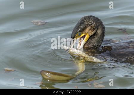 Ein großer Aal kämpft um der Flucht vor einem großen Kormoran (Phalacrocorax carbo) Stockfoto