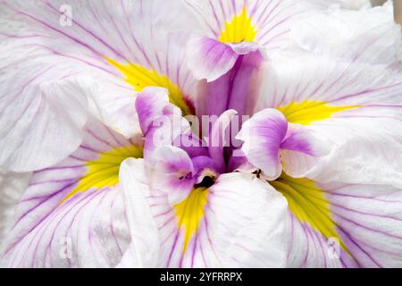 Japanische Iris ensata „Greywoods Catrina“ Irisdetail der Blume Nahaufnahme Iris Nahaufnahme Iris Stockfoto