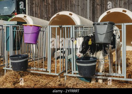 Kleines Kalb mit gelben Ohrmarken, das in einem Käfig in einer sonnigen Viehstall auf dem Land steht und in die Kamera schaut. Viehzucht, Pflege eines Stockfoto