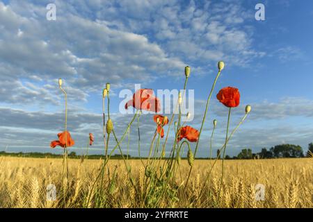 Getreidefeld mit Mohnblumen in der französischen Landschaft Stockfoto