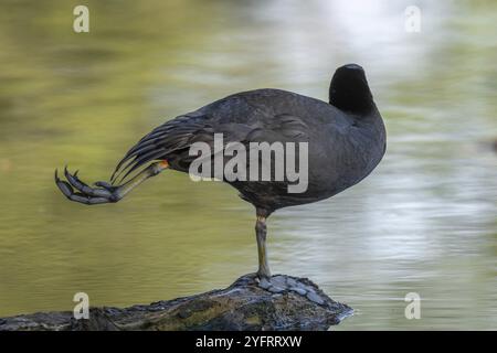 Fulica atra, der seine Federn auf einem Fluss reinigt. BAS-Rhin, Collectivite europeenne d'Alsace, Grand Est, Frankreich, Europa Stockfoto