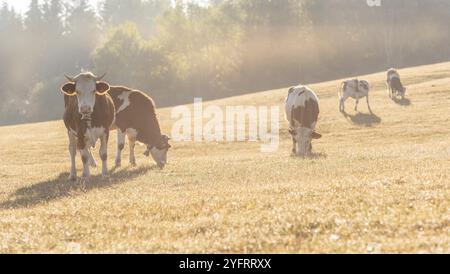 Herde von Montbeliarde-Kühen auf einer Weide. Banner. Doubs, Frankreich, Europa Stockfoto