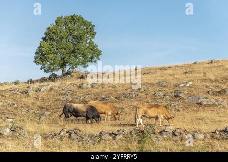 Bullen- und Aubrac-Kühe auf trockener Weide im Sommer. Aubrac, Frankreich, Europa Stockfoto