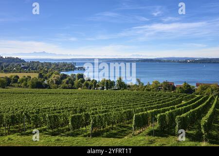 Bodensee Panorama: Alpen am Horizont, Weinberge und Pastoralschönheiten. Alpenhorizont: Bodensee, Weinberge und malerische Dörfer im deutschen Land Stockfoto