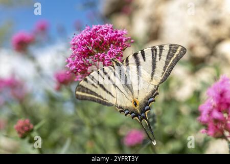 Seltener Schwalbenschwanz (Iphiclides podalirius) auf der Suche nach Nektar an einer Blume im Garten. Cevennen, Frankreich, Europa Stockfoto