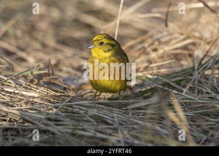 Männlicher Gelbhammer (Emberiza citrinella) auf der Suche nach Nahrung am Boden. Elsass, Frankreich, Europa Stockfoto