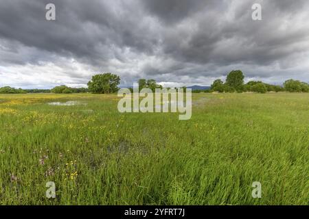 Blühende Wiese überschwemmt bei bewölktem Wetter im Frühling in der französischen Landschaft Stockfoto