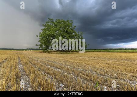 Stürmischer Himmel über der bewirtschafteten Ebene im Sommer. Elsass, Frankreich, Europa Stockfoto