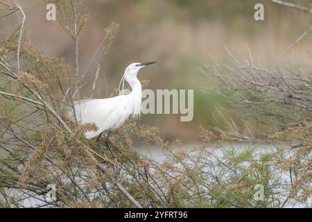 Die Brautwerbung der kleinen Egretta garzetta in einer Nistkolonie im Frühling. Saintes Maries de la Mer, Parc naturel regional de Camargue, Arles, Bouches d Stockfoto