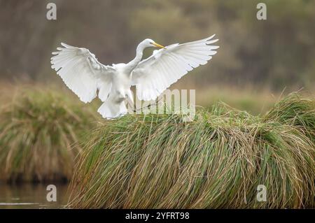 Reiher (Ardea alba) landet im Flug auf einem großen Grasbüschel im Sumpfgebiet. Elsass, Frankreich, Europa Stockfoto