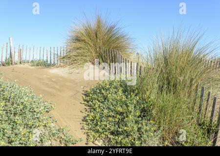 Schutz der Sanddünen in der Camargue, Espiguette Beach. Le Grau du ROI, Provence-Alpes-Cote d'Azur, Frankreich, Europa Stockfoto