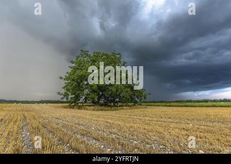 Stürmischer Himmel über der bewirtschafteten Ebene im Sommer. Elsass, Frankreich, Europa Stockfoto