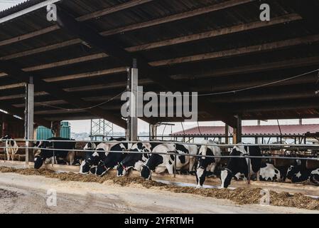 Kälberkuh im Käfig, Pflege der Bio-Landwirtschaft, Futter für Heugrassilage Haustiere, Milchviehrassen, Kuhstall Fütterung. Fleckvieh, glückliche Milchkühe Stockfoto