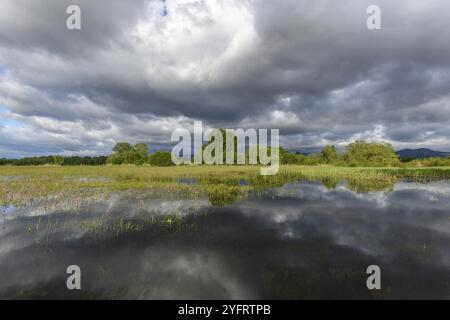 Blühende Wiese überschwemmt bei bewölktem Wetter im Frühling in der französischen Landschaft Stockfoto