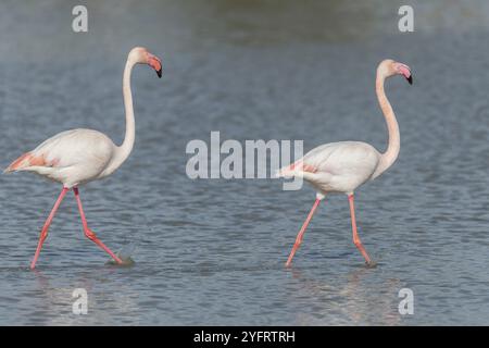 Ein Paar aus dem Großraum Flamingo (Phoenicopterus roseus), das im Frühling in einem Sumpf spaziert. Saintes Maries de la Mer, Parc naturel regional de Camargue, Arles, Bouc Stockfoto