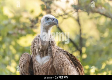 Gyps fulvus (Gyps fulvus), der auf dem Boden gefunden wurde, nachdem er sein Nest zum ersten Mal verlassen hatte. Cevennen, Frankreich, Europa Stockfoto