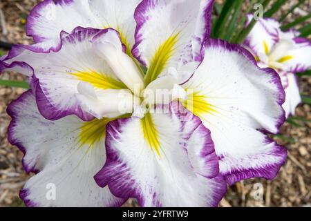 Weiße japanische Iris ensata 'Yuzen' Closeup Iris weiße Blume mit violettem Rand Stockfoto