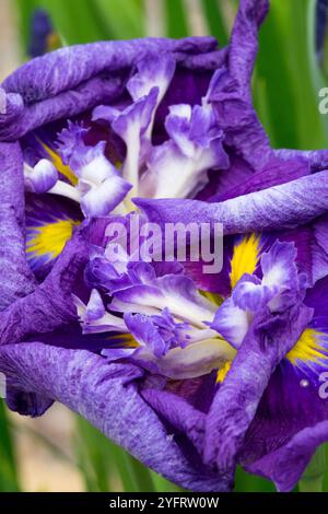 Iris ensata 'Calamari' Japanische Iris Iris Iris kaempferi Iridaceae Stockfoto