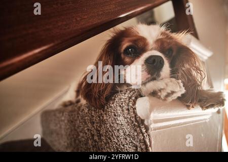 König Charles Cavalier Spaniel lag auf der Treppe und legte ihren Kopf auf die Pfoten. Stockfoto